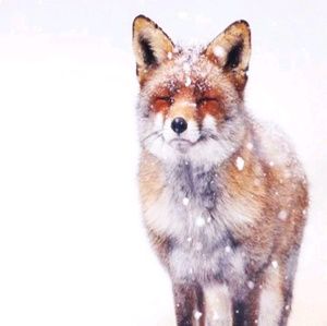 Meet your Posher, Evelyn